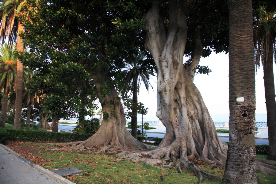 Ficus Magnolioides